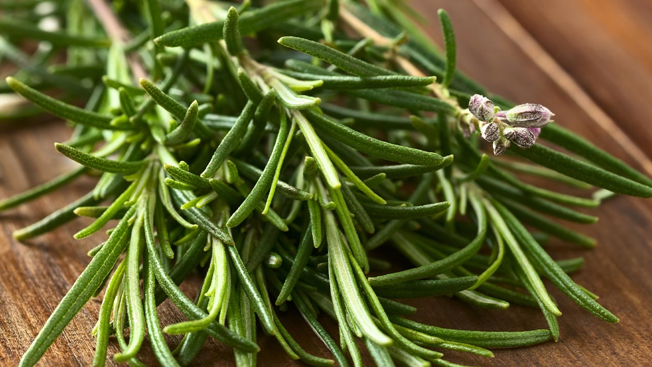 O chá de alecrim melhora a digestão, alivia dores e fortalece a memória, sendo uma infusão poderosa com propriedades antioxidantes.